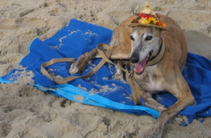 Greyhounds Reach the Beach